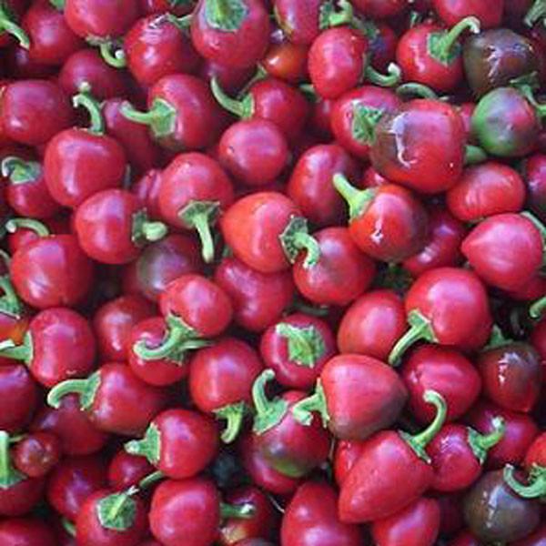 Satan's Kiss Pepper Seeds - The Pepper Pantry (Formerly Marie Sharp's)
