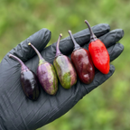 Scarlett's Chili Pepper Seeds
