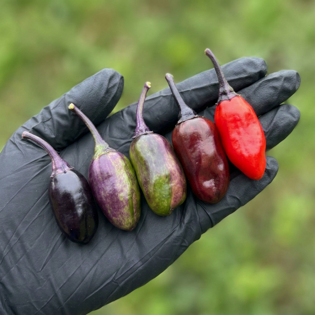 Scarlett's Chili Pepper Seeds