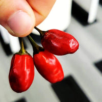 Scarlett's Chili Pepper Seeds - The Pepper Pantry (Formerly Marie Sharp's)