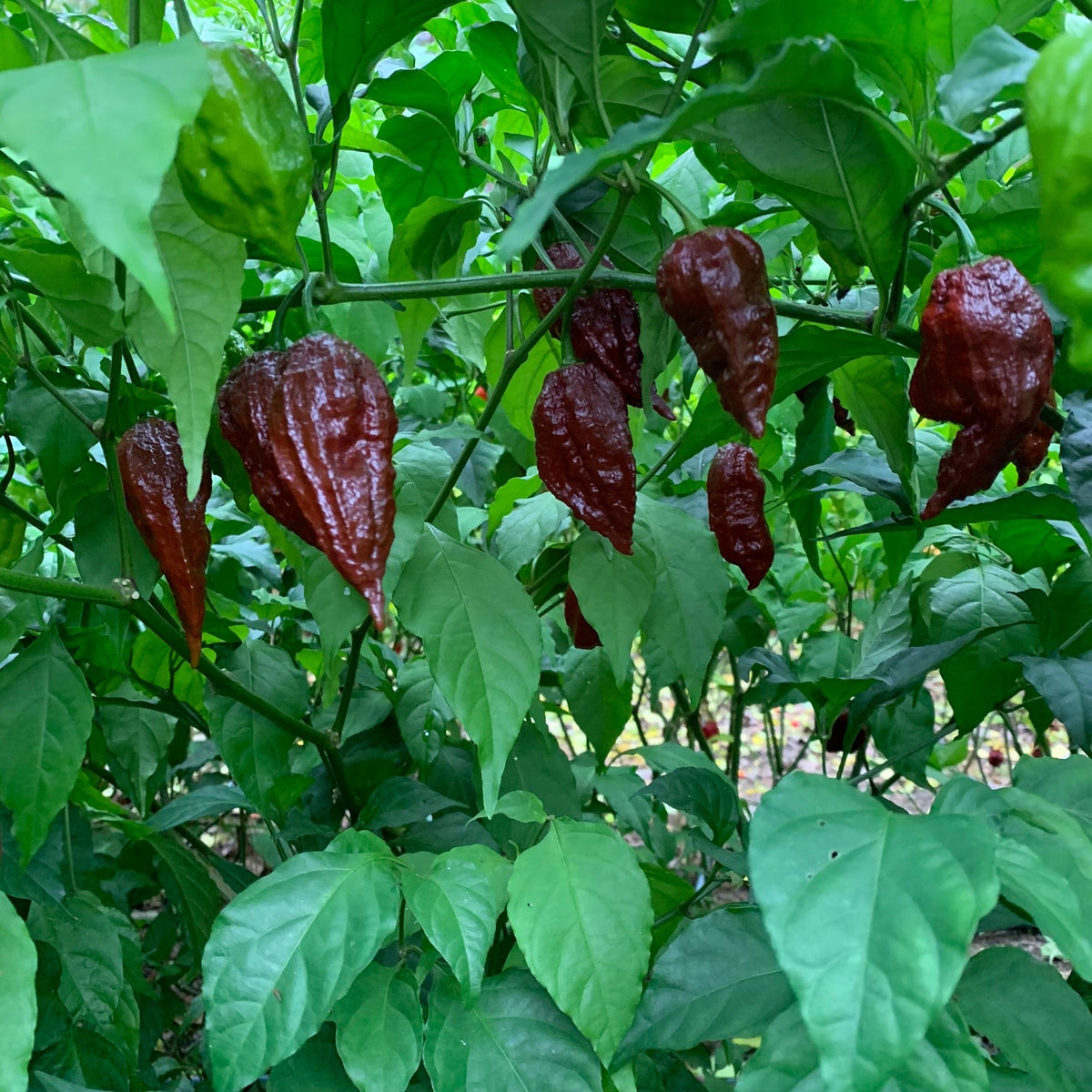 Scorpion x Douglah - Seeds - The Pepper Pantry (Formerly Marie Sharp's)