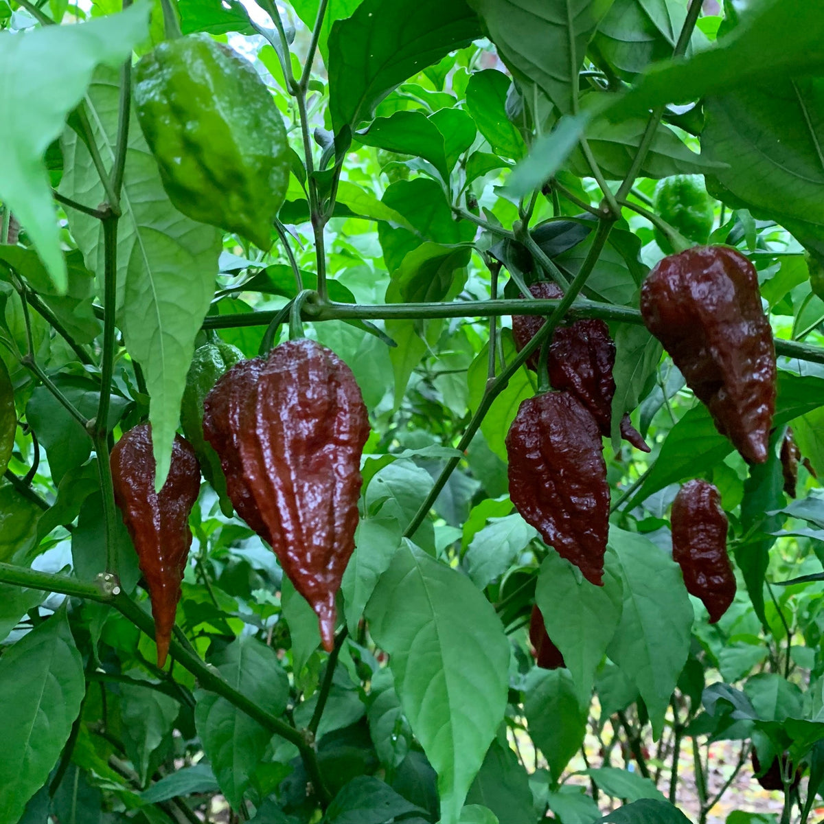 Scorpion x Douglah - Seeds - The Pepper Pantry (Formerly Marie Sharp's)