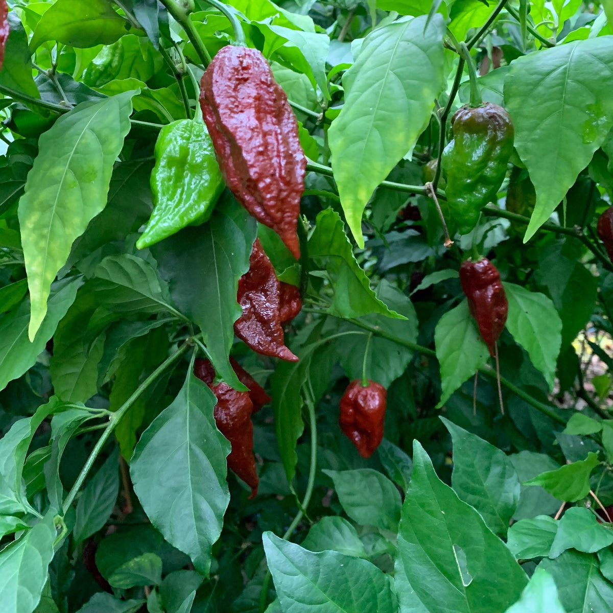 Scorpion x Douglah - Seeds - The Pepper Pantry (Formerly Marie Sharp's)