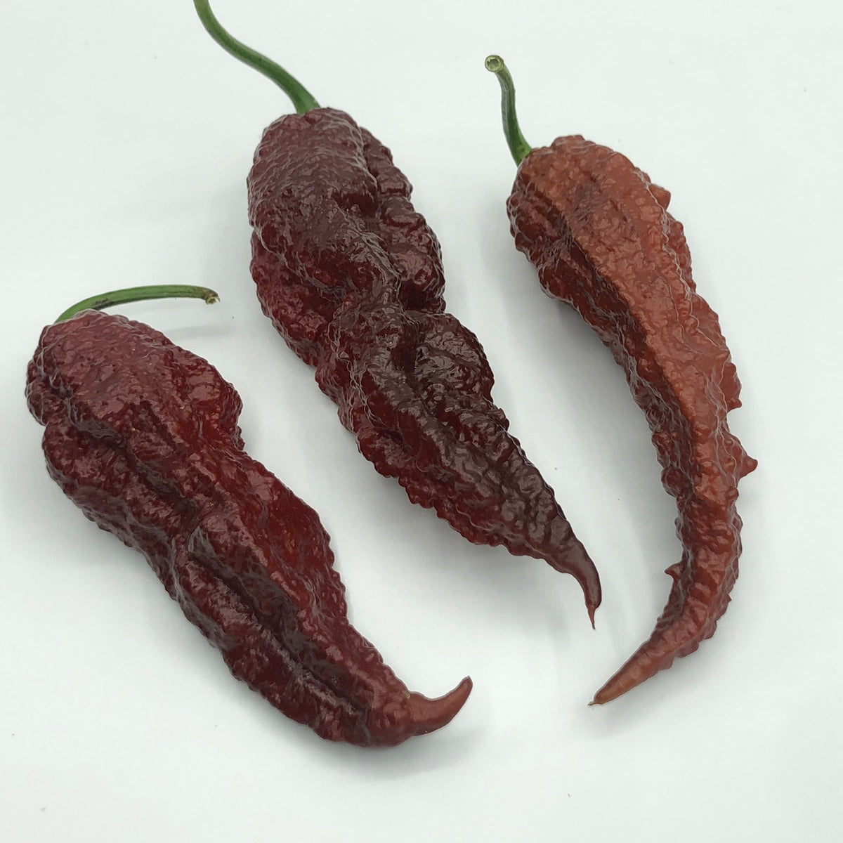 Scorpion x Douglah - Seeds - The Pepper Pantry (Formerly Marie Sharp's)