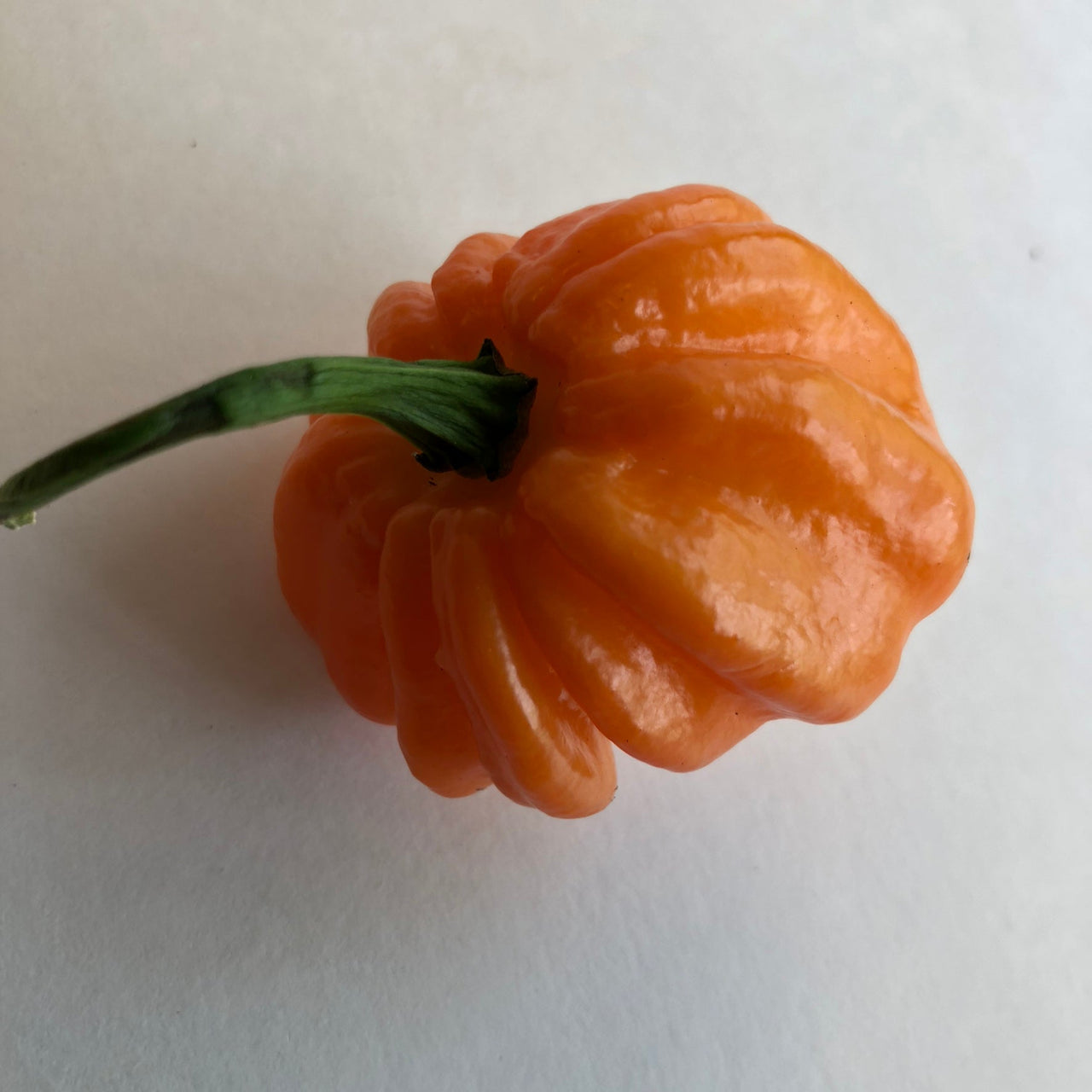 Scotch Bonnet Freeport Orange - Seeds - The Pepper Pantry (Formerly Marie Sharp's)