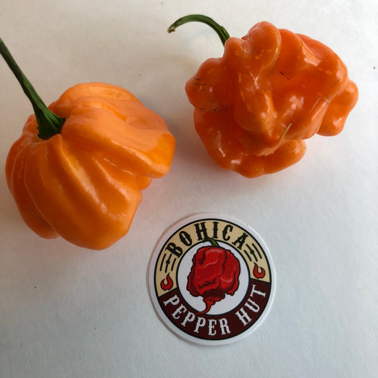 Scotch Bonnet Freeport Orange - Seeds - The Pepper Pantry (Formerly Marie Sharp's)