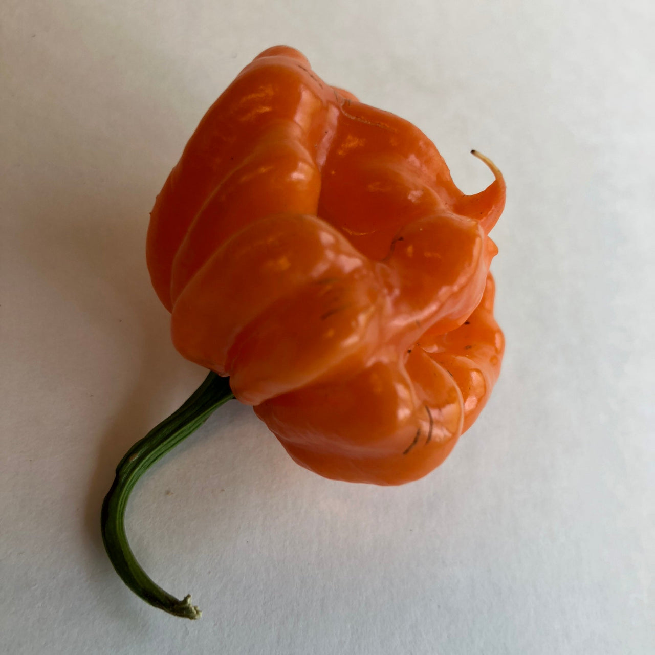 Scotch Bonnet Freeport Orange - Seeds - The Pepper Pantry (Formerly Marie Sharp's)