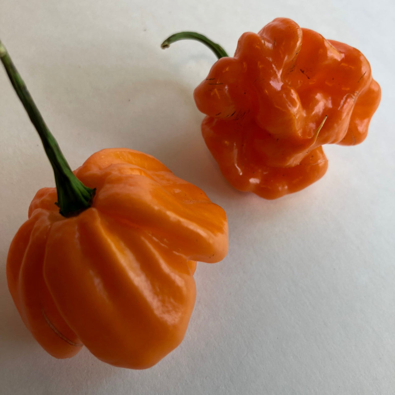 Scotch Bonnet Freeport Orange - Seeds - The Pepper Pantry (Formerly Marie Sharp's)