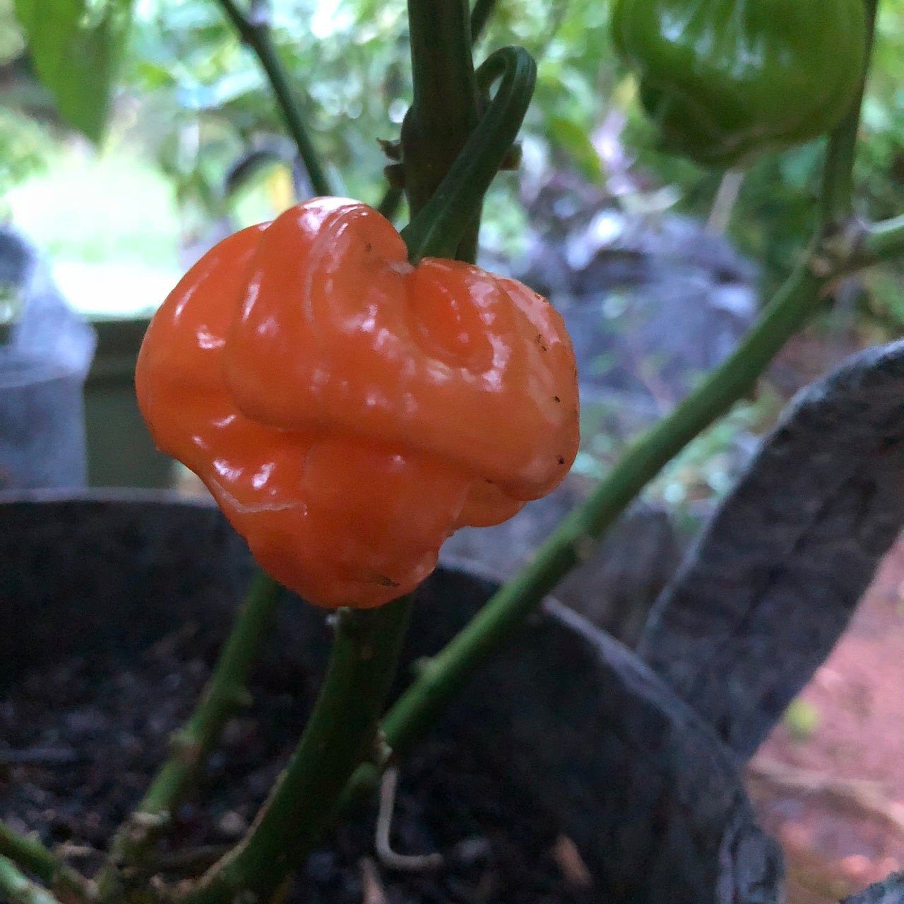 Scotch Bonnet Freeport Orange - Seeds - The Pepper Pantry (Formerly Marie Sharp's)