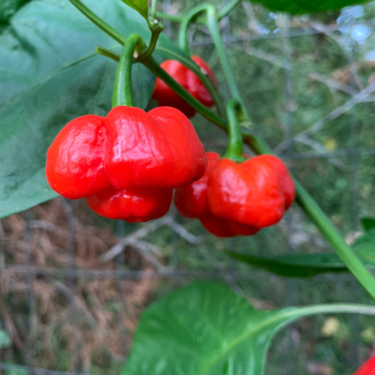 Scotch Bonnet MOA Red - Seeds - The Pepper Pantry (Formerly Marie Sharp's)