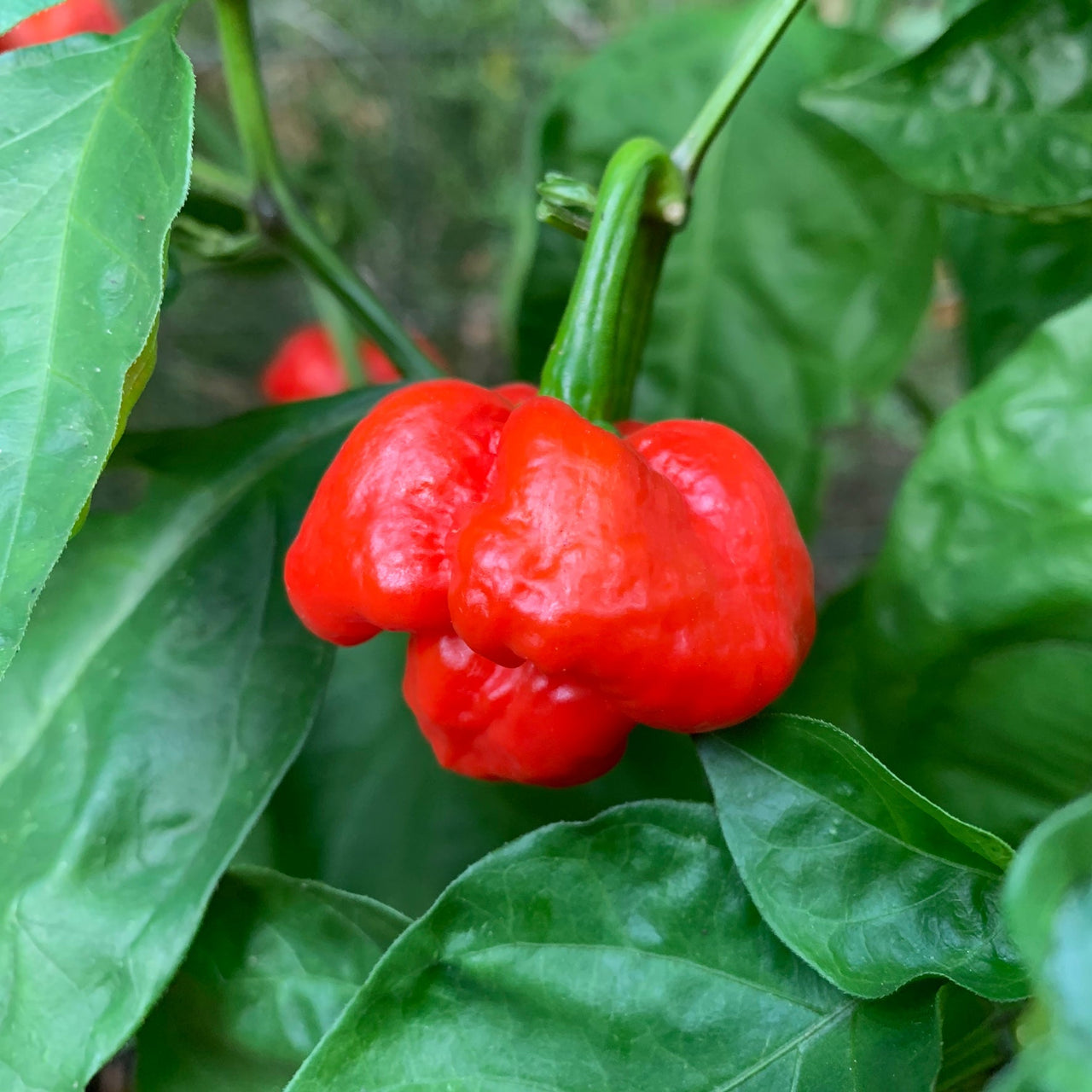 Scotch Bonnet MOA Red - Seeds - The Pepper Pantry (Formerly Marie Sharp's)