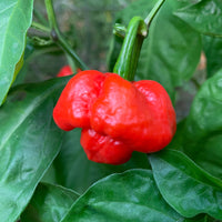Scotch Bonnet MOA Red - Seeds - The Pepper Pantry (Formerly Marie Sharp's)