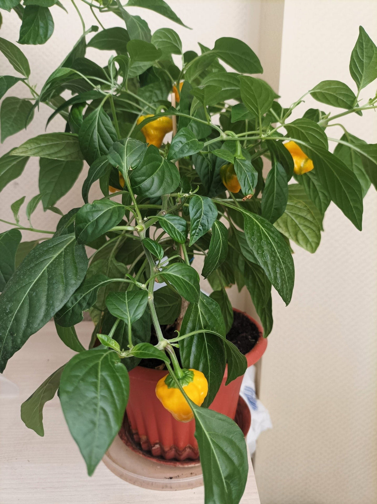 40 Yellow SCOTCH BONNET PEPPER very hot Jamaican Capsicum Annuum Vegetable Seeds