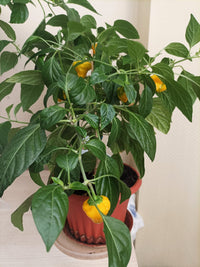 40 Yellow SCOTCH BONNET PEPPER very hot Jamaican Capsicum Annuum Vegetable Seeds
