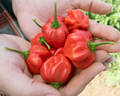 Scotch Bonnet Red Pepper Seeds