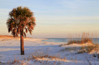 10 Hardy SABAL PALM TREE Cabbage Palmetto Flower Seeds