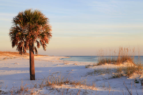 10 Hardy SABAL PALM TREE Cabbage Palmetto Flower Seeds