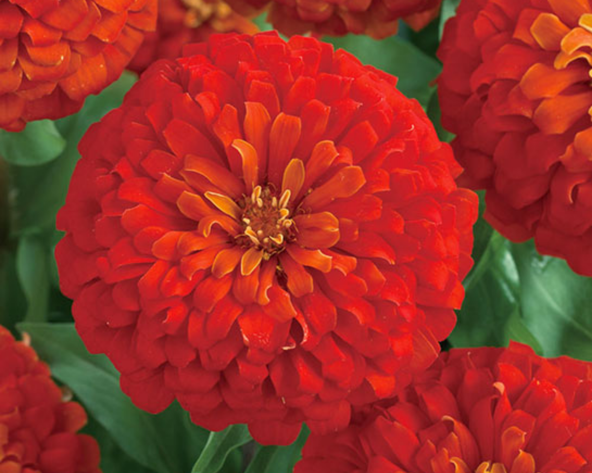 Dreamland Hybrid Red Zinnia Seeds