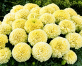 Vanilla Cream Hybrid Marigold Seeds