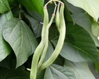 Scarlet Runner Bean