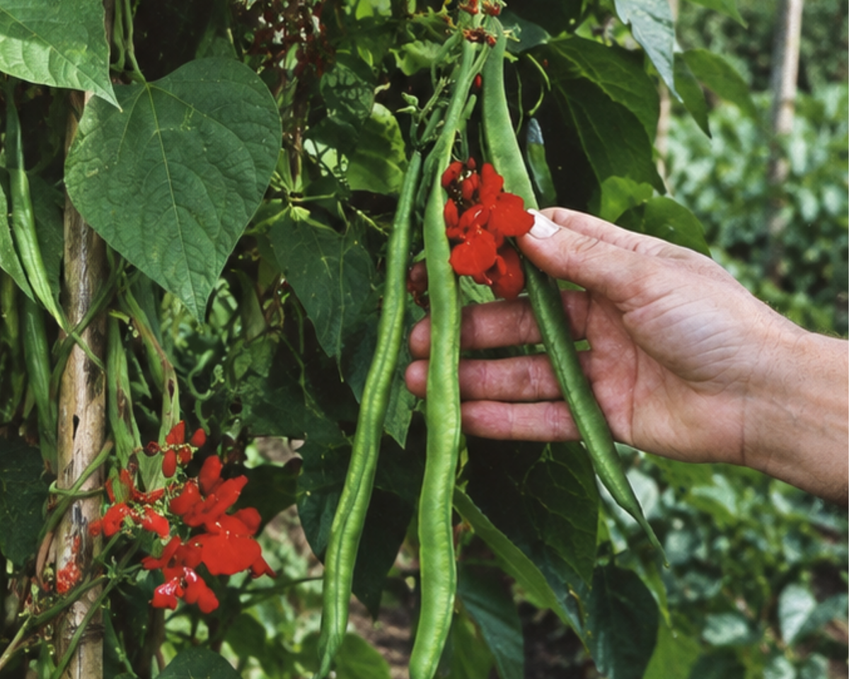 Scarlet Runner Bean