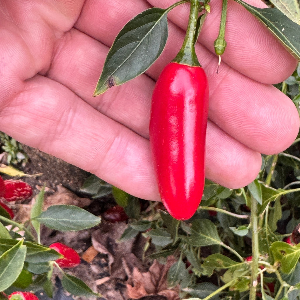 Serrano - Seeds