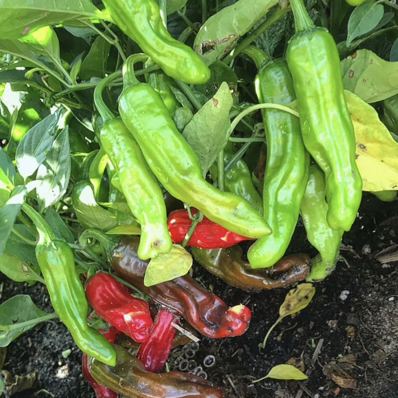 Shishito Japanese Pepper Seeds - The Pepper Pantry (Formerly Marie Sharp's)