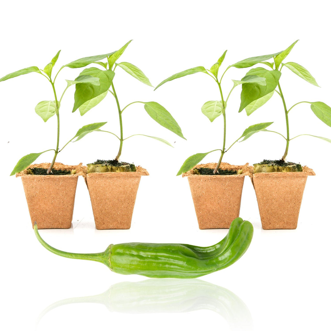 Shishito Pepper Plants - The Pepper Pantry (Formerly Marie Sharp's)