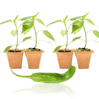 Shishito Pepper Plants - The Pepper Pantry (Formerly Marie Sharp's)
