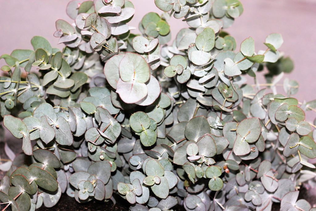 20 SILVER DROP EUCALYPTUS Gunnii Cider Gum Silver Blue Foliage Florist Tree Seeds