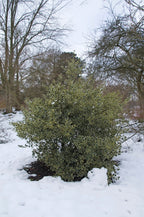 40 ENGLISH HOLLY Ilex Aquifolium aka European Common or Christmas Holly Evergreen Tree Shrub Berry Seeds