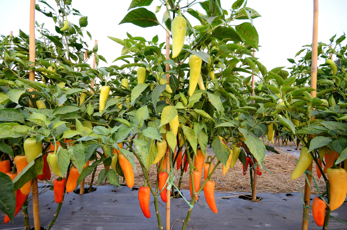 300 HUNGARIAN HOT Wax PEPPER (Hot Banana Pepper) Capsicum Annuum Vegetable Seeds