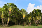 10 TRAVELLER'S PALM TREE Ravenala Madagascariensis Flower Houseplant Seeds