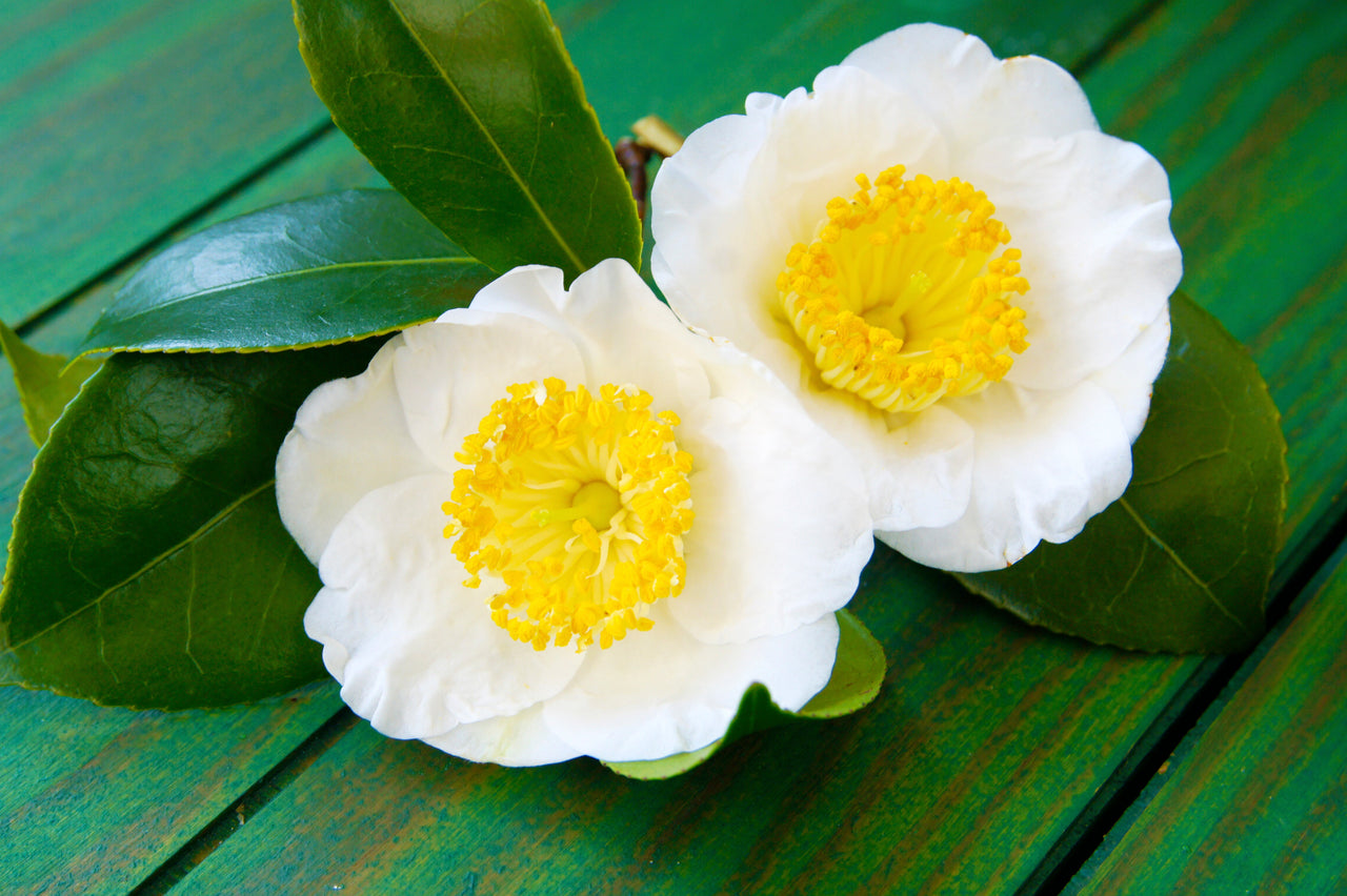 5 TEA PLANT Black & Green Drinking Tea Camellia Sinensis Evergreen Tree Shrub Flower Seeds
