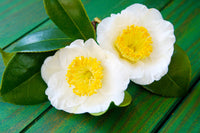 5 TEA PLANT Black & Green Drinking Tea Camellia Sinensis Evergreen Tree Shrub Flower Seeds