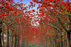 10 RED SILK COTTON Tree Bombax Ceiba Kapok Tropical Flower Seeds