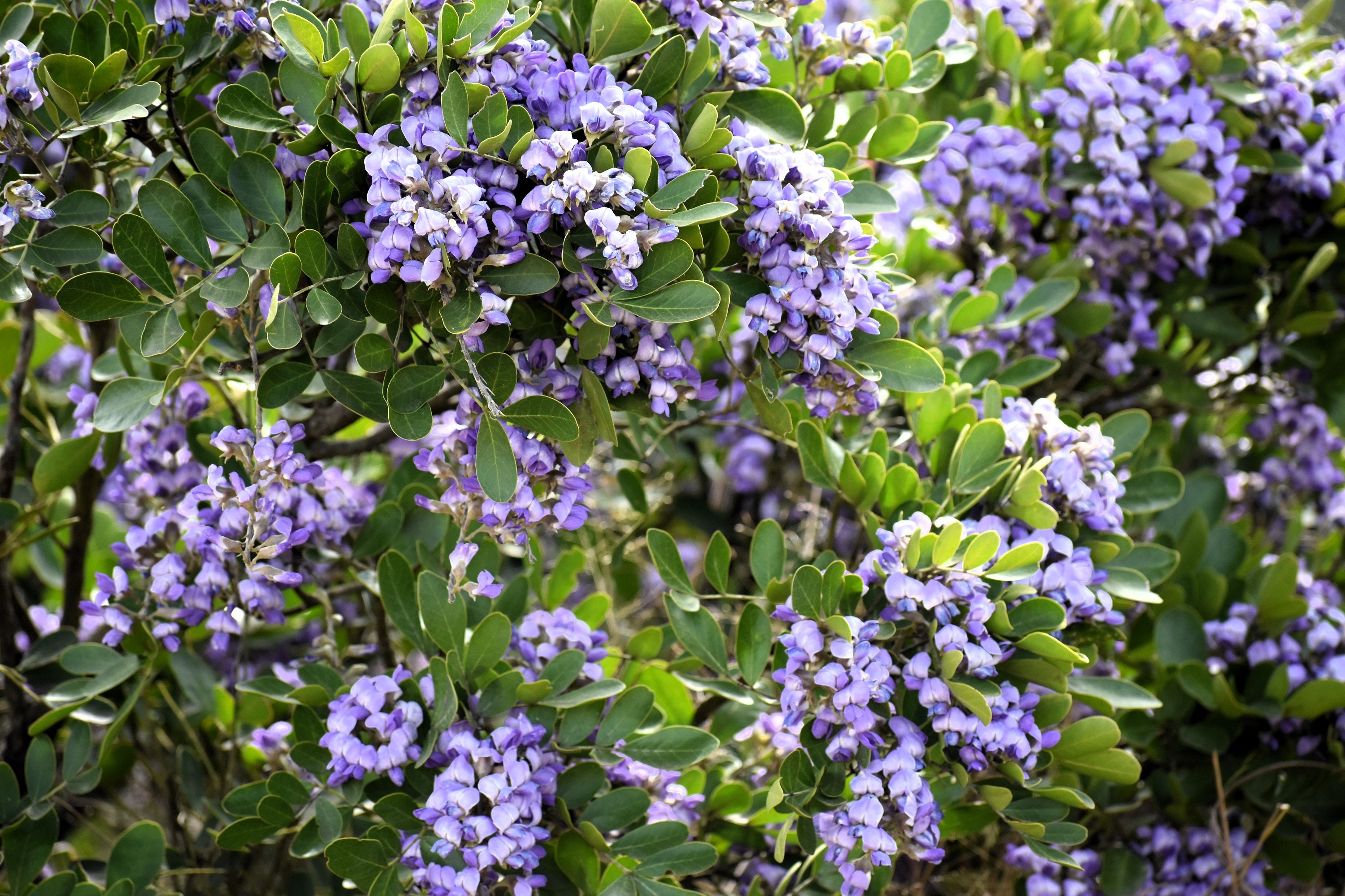 10 TEXAS Mountain LAUREL Sophora Secundiflora Mescal Tree Purple