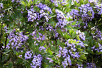 10 TEXAS Mountain LAUREL Sophora Secundiflora Mescal Tree Purple Flower Seeds