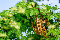 20 WOMAN'S TONGUE TREE White Mimosa Nectar Flower Albizia Lebbeck Legume Seeds