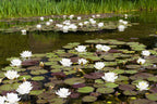10 WHITE WATER LILY / Lily Pad / Sacred Asian Water Lotus Nymphaea Ampla Flower Seeds