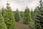 20 DOUGLAS FIR Tree Abies Pseudotsuga Menziesii Christmas Tree Blue Douglas Pine Spruce Native Evergreen Seeds
