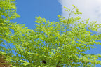 10 Flowering DRUMSTICK TREE Moringa Oleifera Seeds (Miracle Tree / Ben Oil Tree)