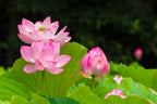 3 Organic Mixed Colors LOTUS Nelumbo Nucifera Pond Water Lily Lilypad Blue Red Flower Large Seeds