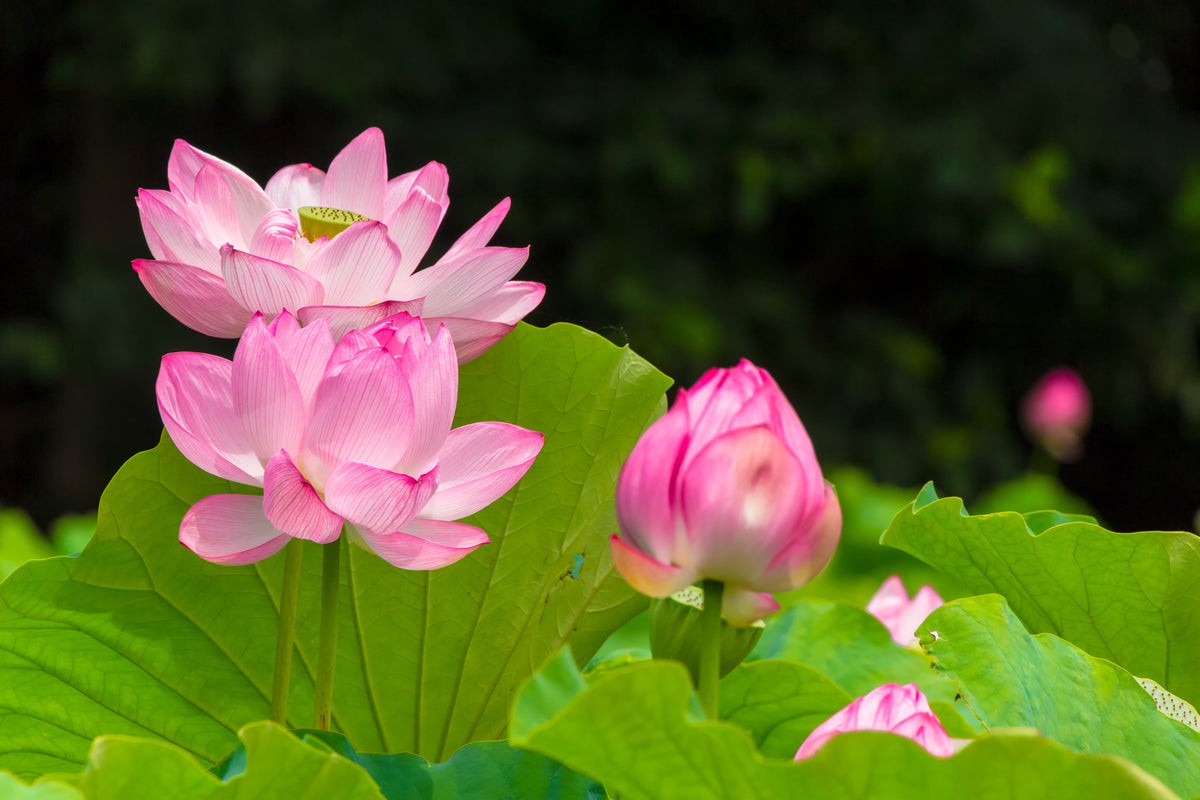 3 Organic Mixed Colors LOTUS Nelumbo Nucifera Pond Water Lily Lilypad Blue Red Flower Large Seeds