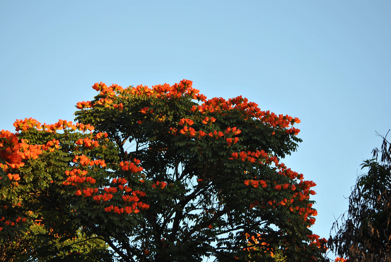 15 Red AFRICAN TULIP TREE (Fire Tree / Flame of the Forest / Fountain Tree) Spathodea Campanulata Seeds