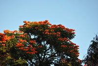 15 Red AFRICAN TULIP TREE (Fire Tree / Flame of the Forest / Fountain Tree) Spathodea Campanulata Seeds