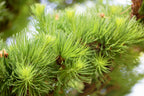 25 JAPANESE LARCH TREE Conifer Pine Cones Bonsai Larix Kaempferi Seeds