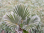 10 WAGNER WINDMILL PALM Dwarf Chusa Trachycarpus Fortunei Wagnerianus Tree Houseplant Seeds