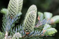 20 FRASER FIR Tree Abies Fraseri Christmas Tree Southern Balsam Fir Native Evergreen Seeds