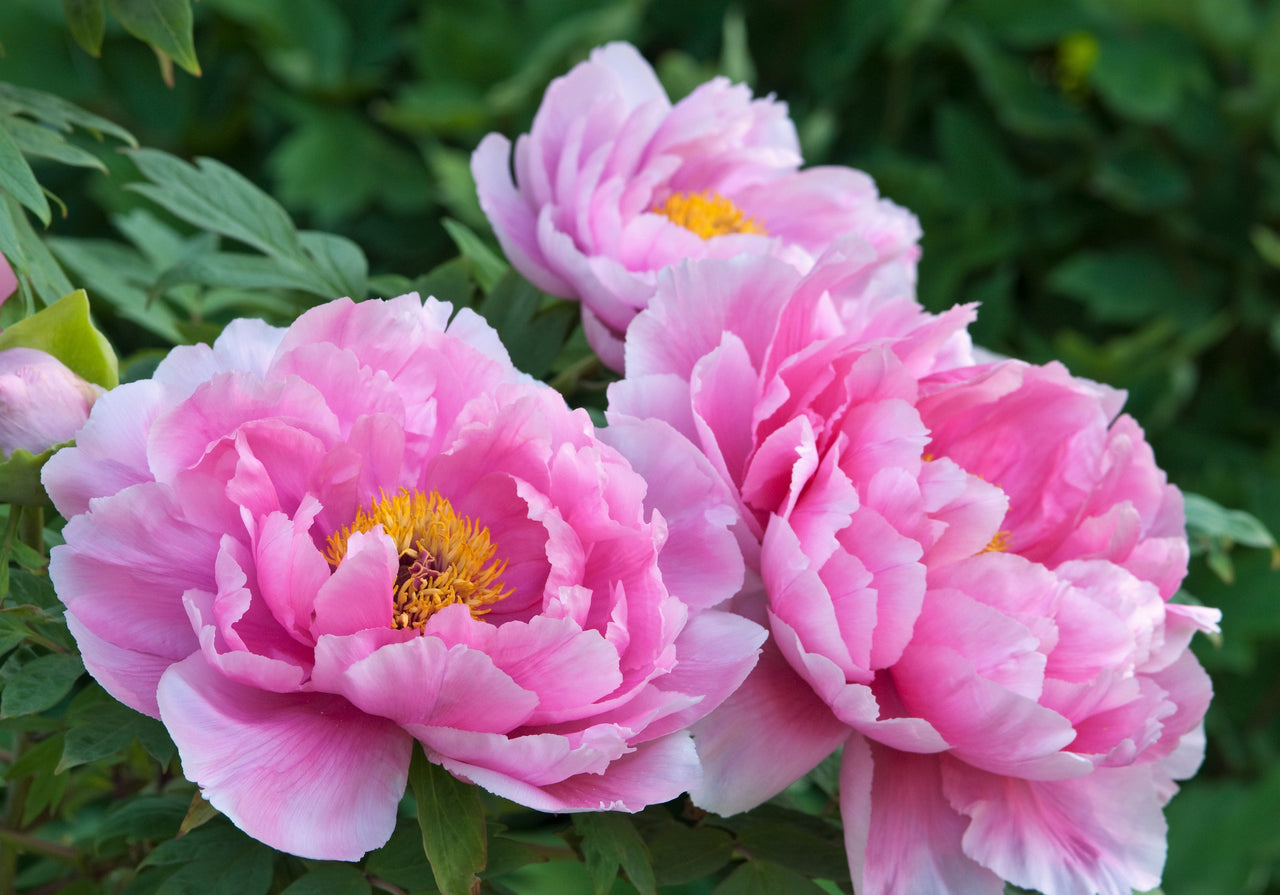 thumbnail image 2 of 10 Tree Peony Seeds - Mountain Paeonia Suffruticosa Arborea - Color Mix Shrub 2 of 6